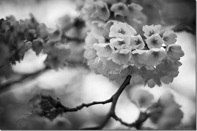 Craig Corl Photography: DC Cherry Blossoms–Black and White–Shallow